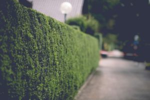 Gyvatvorės: nuo augalo pasirinkimo iki dailios gyvosios sienos